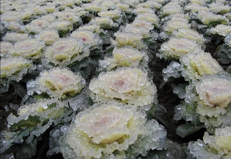 Winter art - winter, cabbage, garden, white, ice, nature, freezing, snow, green