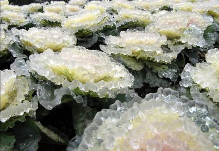 Winter art - ice, cabbage, winter, white, nature, art, snow, green, freezing, garden