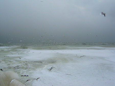 Freezing sea - ice, sky, winter, water, bird, white, blue, snow, freezing, sea