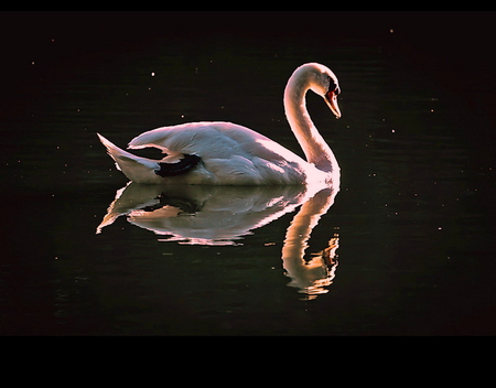 Night reflection - black, swan, beauty, night, reflection, swim