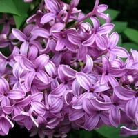 TO ALL LILAC LOVERS ON DN