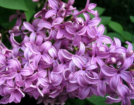 TO ALL LILAC LOVERS ON DN - lilacs, flowers, lovely, beautiful