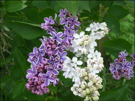 WHITE AND PURPLE LILACS - white, lilacs, purple, flowers