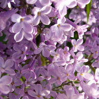 LOVELY LILACS