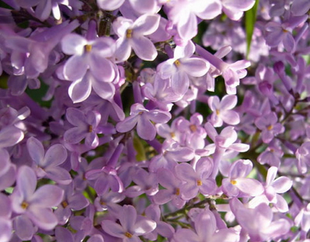 LOVELY LILACS - lilacs, purple, flowers, pretty