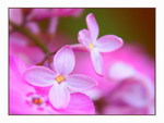 PINK LILACS