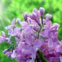 LILACS IN SUN RAYS