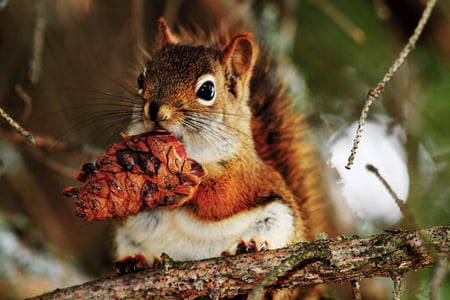 Squirrel eating - eat, animal, squittel, nature, pine