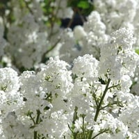 BEAUTIFUL WHITE LILACS