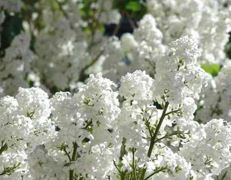 BEAUTIFUL WHITE LILACS - white, lilacs, pretty, lovely