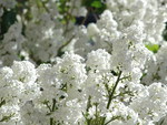 BEAUTIFUL WHITE LILACS