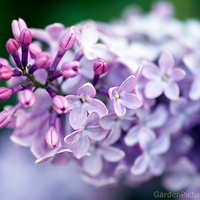 LILACS