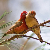 Love Birds