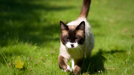 A Puddy Tat - grass, green, points, cat