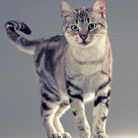 Beautiful Cat