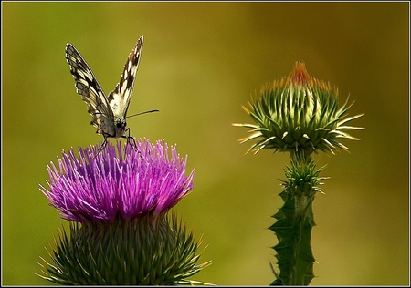 Buterfly on Flower - on flower, picture, beautiful, buterfly