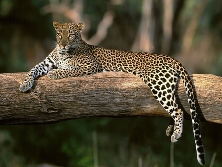 Leopard on Tree - on tree, leopard, picture, beautiful