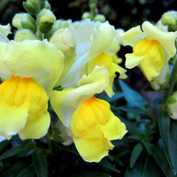 Plants Wallpapers - Page 25 - Desktop Nexus