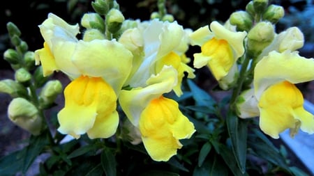 Snapdragon - potted plants, yellow, lovely, bright