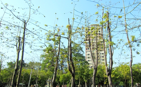 Roadside trees - sky, trees, roadside, building