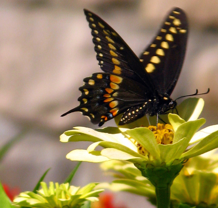 BUTTERFLY YELLOW - butterfly, black, yellow, flower