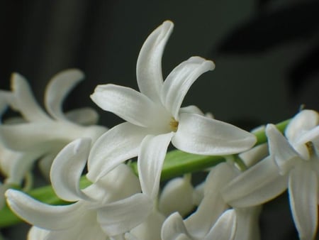 Spring flower - white, delicate, nature, soft, spring, smelle, flower