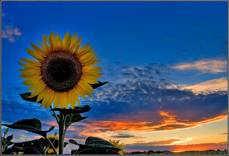 Sunflower - sunflower, picture, cool, beautiful