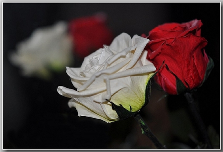 Red and White - picture, red and white, roses, beautiful