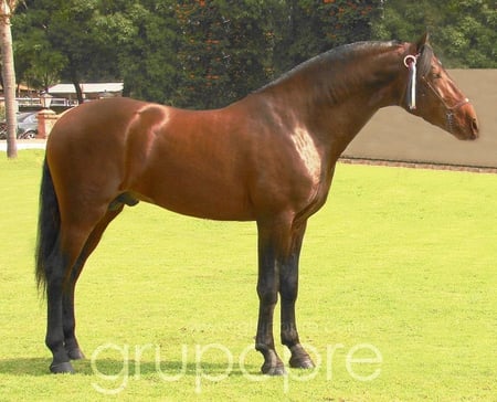 Bay Beauty - spanish, pre, horses, brown, bay, andalusian