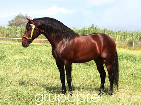 Bay Beauty 1 - horses, brown, spanish, andalusian, bay