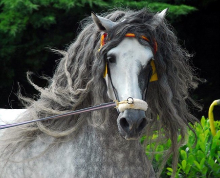 Silver Beauty - spanish, grey, horses, dappled grey, andalusian