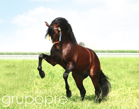 Bay Beauty 2 - horses, brown, spanish, andalusian, bay, pre