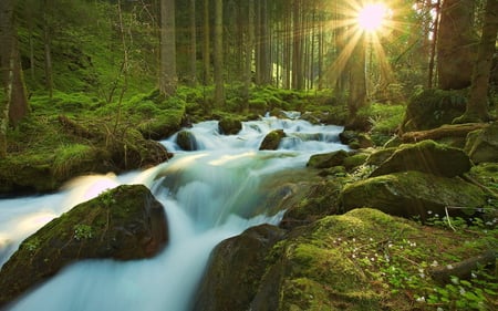 Star in the Forest - star, multicolor, rivers, scene, scenario, sunrays, widescreen, trunks, plants, moss, sunshine, colors, stones, colours, grasslands, green, waterscape, foam, blue, amazing, stream, leaves, forests, view, sun, water, photoshop, cool, colorful, black, lightness, bright, scenery, wood, brilliant, light, nice, paysage, beauty, white, picture, paisage, nature, brightness, high definition, background, wallpaper, landscape, grass, photo, desktop, grove, hd, branches, trees, image, beautiful, photography, pc, paisagem, cenario, awesome, cena, panorama, multi-coloured, leaf