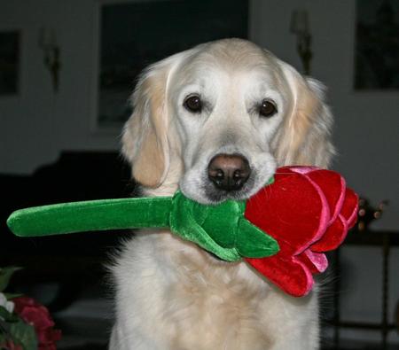 I Love My Rose - dog, red, animals, golden retriever, dogs, rose toy