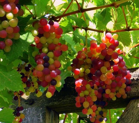 Napa Grapes - photography, abstract, napa, grapes, sunshine