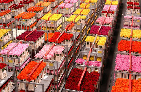 flower market - market, gerbera