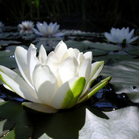 water lily floating