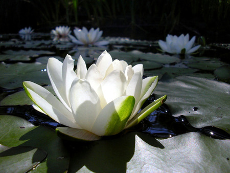 water lily floating