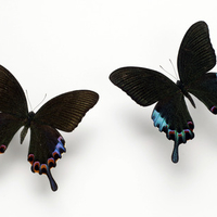 butterflies