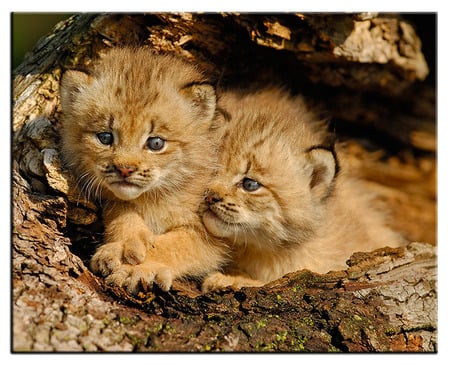 Let's Stay Together - cuddling, cute, cats, cubs, animals, lynx babies