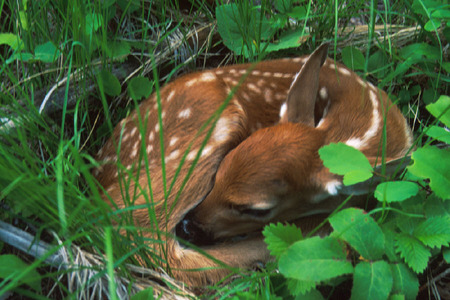 Sweet Dreams Little One - fawn, deer, cute, sleeping, animals, woods