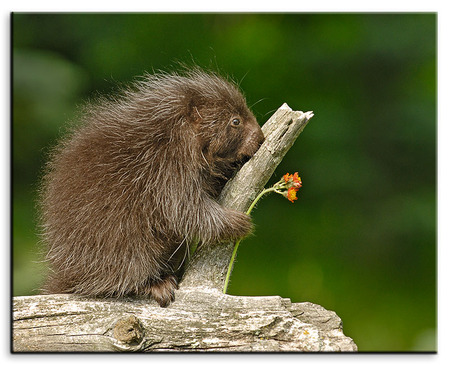 Baby Porcupine  - wood, animals, porcupine, tree, flower, other