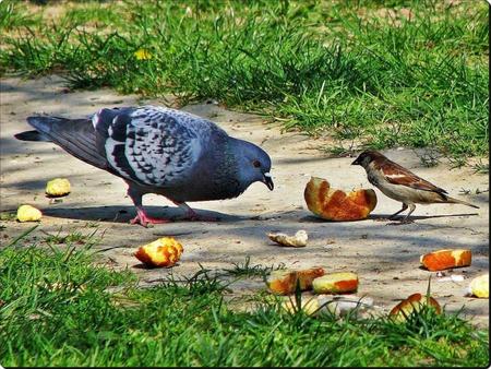 Let Them Eat Bread - bread, sparrow, birds, blue, eating, grass, animals