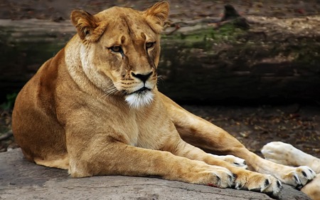 lioness - the look, a sleepy day