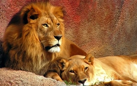 lion&lioness - no cubs go back to sleep, a restful day