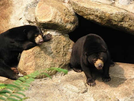 sun bears - male, female, at the zoo