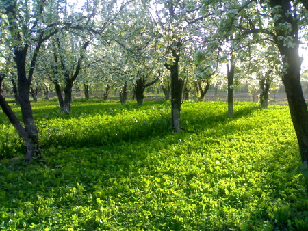 Shehzad - pakistan, peshawar, akbarpura, beautiful