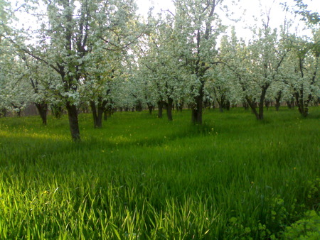 Shehzad - nature, of, peshawar, pakistan