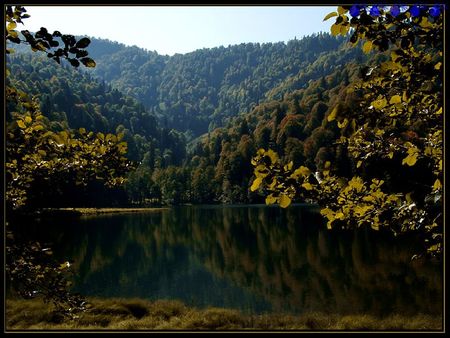 borcka,turkey - turkey, forests, borcka