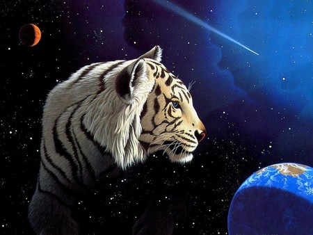 white tiger - space, tiger, cat, blue